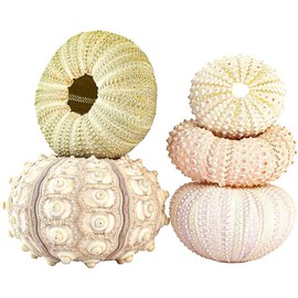 Yosoo Set of 5 Sea Urchin Shell Air Plant Hangers, for Home Decoration (4-Piece Set)