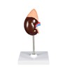 Science Resource S09030 Life-Size Kidney Model - 2 Parts |