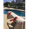 4 Stück Tuuli Beach Towel Clips - Hochwertige Strandtuchklammern im