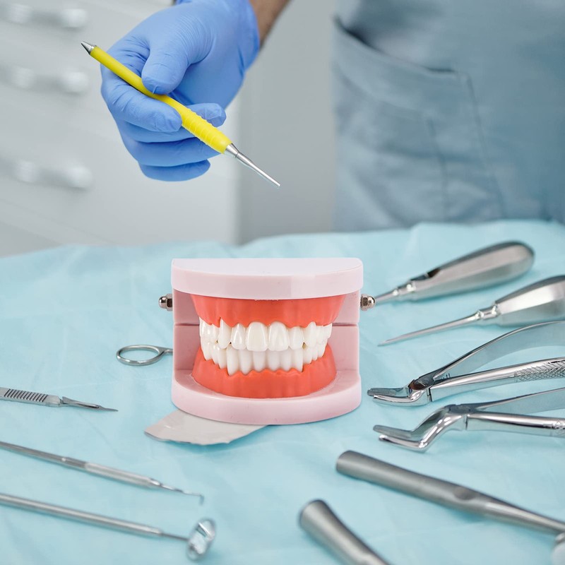 EXCEART Standard Teeth Model Dental Model Teeth Brushing Practice Typodonts