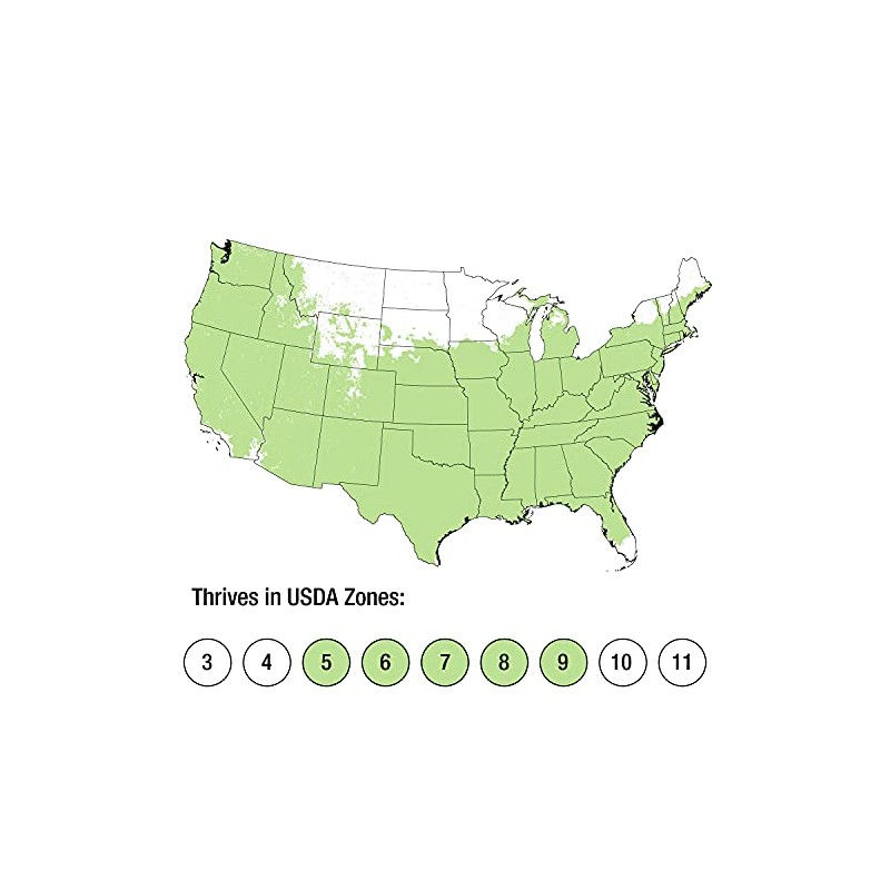 2.5 Quart - Maiden Grass Miscanthus