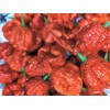 Fresh Carolina Reaper seeds | World Record Holder | SUPER-HOT