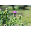 Lowhill Valley Milk Thistle Herb - Herbal Tea - Silybum