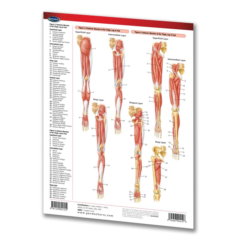 Muscular System Guide: Extremities - Medical Chart - Laminated Quick