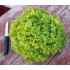KIRA SEEDS - Seeds Green Year-Round Indoor Lettuce - 35