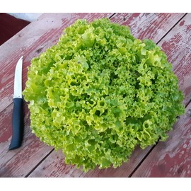 KIRA SEEDS - Seeds Green Year-Round Indoor Lettuce - 35 Days for Salad - Heirloom Vegetable - GMO Free