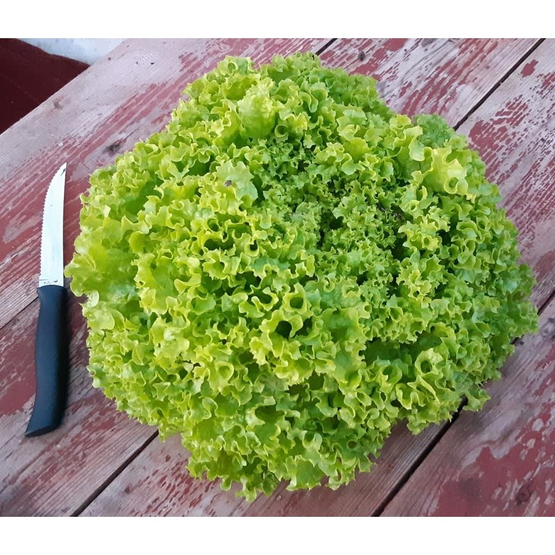 KIRA SEEDS - Seeds Green Year-Round Indoor Lettuce - 35