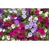 Little Seed Store 2001+Dwarf PETUNIA MIX Flower Seeds Garden Container