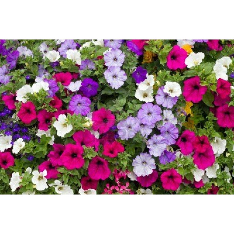 Little Seed Store 2001+Dwarf PETUNIA MIX Flower Seeds Garden Container