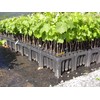 Stuewe & Sons – Deepot 20 Cavity Tray with D40L