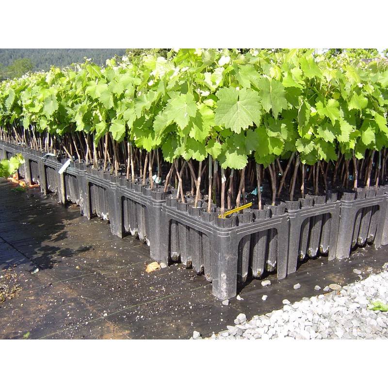 Stuewe & Sons – Deepot 20 Cavity Tray with D40L