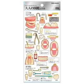 Kamio Japan Sticker Adult Encyclopedia Seal, Teeth 224587