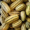 50+ Delicata Squash Seeds for Planting - Winter Squash Heirloom,
