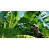 Tree Cold Hardy, Rajapuri Banana Tree, Live Plant, Fruit Bearing