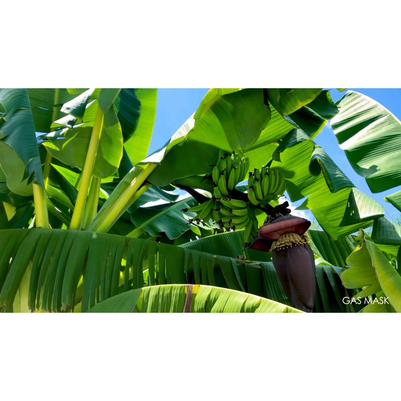 Tree Cold Hardy, Rajapuri Banana Tree, Live Plant, Fruit Bearing