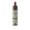 Vervain No. 31 Princeps Original Bach Flower Verbena Drops