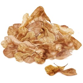 SunGrow 50 Pcs Mini Catappa Indian Almond Leaves for Shrimp Aquariums, Lowers Your Tank's pH and Pet Stress, Creates Better Environment, Unique Practical Decor