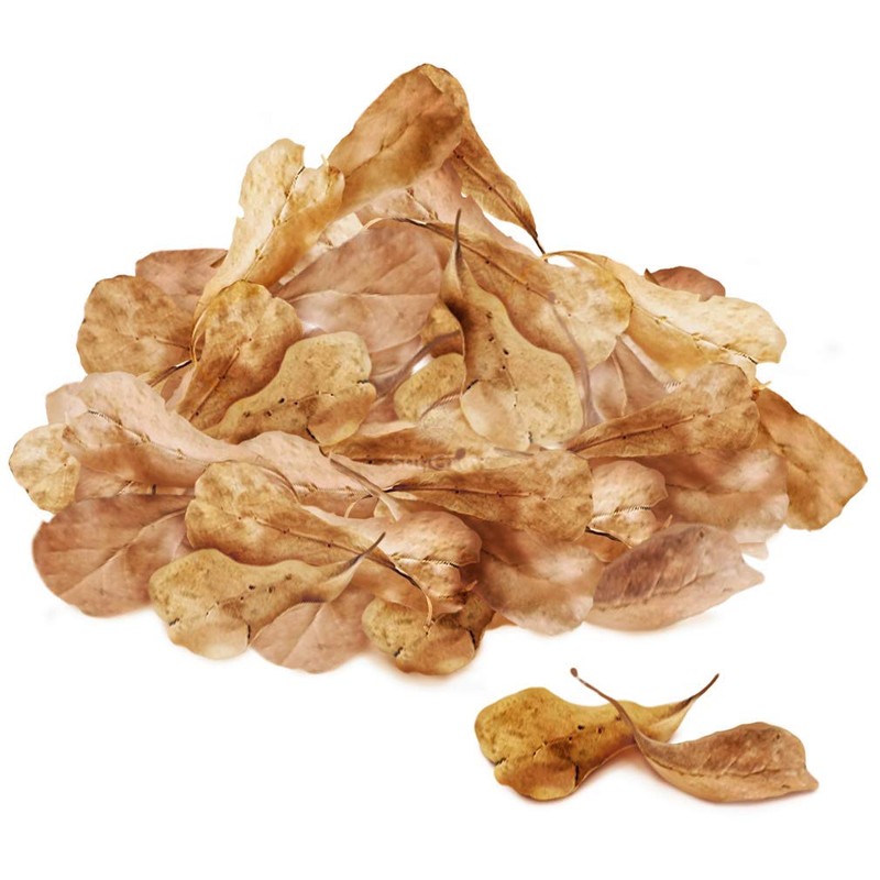 SunGrow 50 Pcs Mini Catappa Indian Almond Leaves for Shrimp