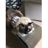Mynwood Cat Jacket/Harness Desert Storm Combat Kitten up to 8month