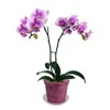 rePotme 5" Slotted Clear Orchid Pots - 3 Pack (Rose