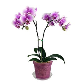 rePotme 5" Slotted Clear Orchid Pots - 3 Pack (Rose Quartz)