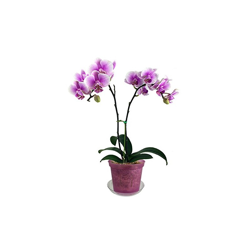 rePotme 5" Slotted Clear Orchid Pots - 3 Pack (Rose