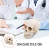 Healvian 1：1 Human Skull Model Realistic Skeleton Bones 7.47 Inch