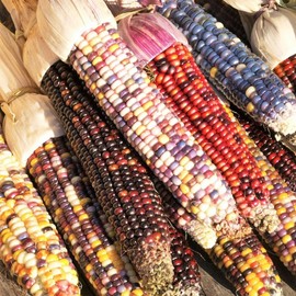 TomorrowSeeds - Rainbow Ornamental Corn Seeds - 30+ Count - for 2025 Planting Colorful Maize Native American Flint Calico Blend Popcorn Untreated Vegetable Grow Your Own Home Farm Patio Healthy