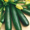 Fordhook Zucchini Summer Squash Seeds - 5 Lb Bulk ~14000