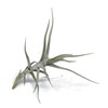 Tillandsia Diaguitensis Live Air Plant, Produces White Flowers in Bloom,