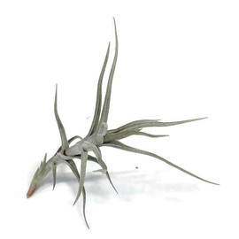 Tillandsia Diaguitensis Live Air Plant, Produces White Flowers in Bloom, Indoor & Outdoor House Plant, Easy Care Air Plant, Great Gift, Healthy Arrival Guaranteed