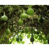 RAISE ME UP: Seeds Bottle Gourd Green Calabash Lagenaria Non