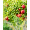 2 Pomegranate Tree's, Punica Granatum 'Wonderful', Thriving in 2.5" Nursery