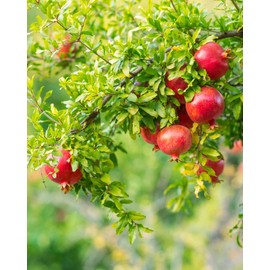 2 Pomegranate Tree's, Punica Granatum 'Wonderful', Thriving in 2.5" Nursery Cubes
