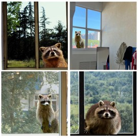 3Pcs Photo Realistic Cute Raccoons - Large Full Color Waterproof Vinyl Stickers for Indoor or Outdoor Windows, Cars, laptops, Walls, cabinets and More.