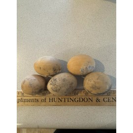 Lot Of 50 Large Dried Grungy Primitive Egg Gourds Appr 2.5 Inch Easter Spring