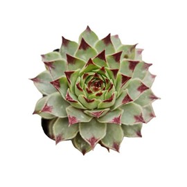 USKC Live Sempervivum Plants (2"Pot Calcareum 'Greenii')