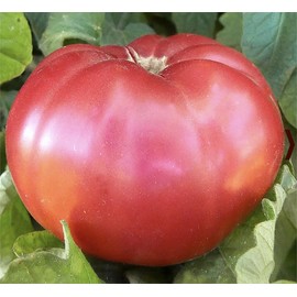 Giant Pink Belgium Tomato Seeds - Heirloom Large Tomato - One of The Largest and Most Delicious Tomatoes for Home Growing, Non GMO - Neonicotinoid-Free.