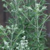 650 Mountain Mint Seeds Pycnanthemum pilosum