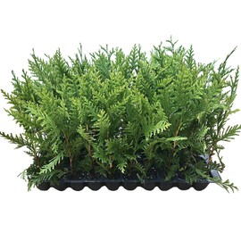 Thuja Green Giant Arborvitae - 30 Live Trees 2" Pot Size - Evergreen Privacy Plants