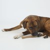 SPOT Bam-Bones Bone - Made with Strong Bamboo Fiber, Durable