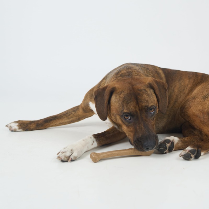 SPOT Bam-Bones Bone - Made with Strong Bamboo Fiber, Durable
