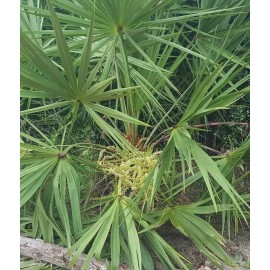 Chill Hill Farms Saw Palmetto | 10 Seeds | Serenoa Repens | Florida Native | Herbs for Tincture