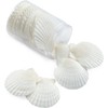 Scallop Shells Approx. 2.2 - 2.8 inches (5 - 7