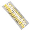 1:1 Scale Permanent Tooth Model 32pcs Dual Colors Permanent Resin