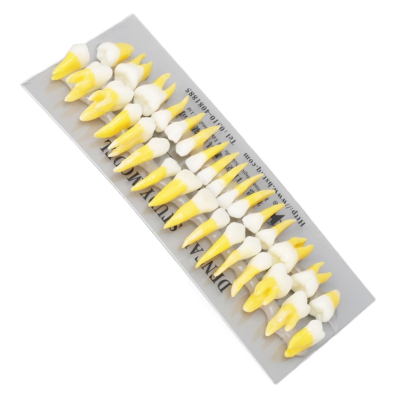 1:1 Scale Permanent Tooth Model 32pcs Dual Colors Permanent Resin
