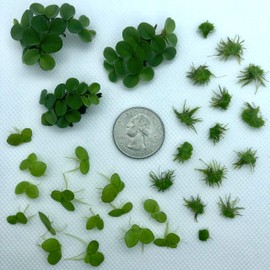 Aquarigram Rare Floating Plant Combo (Velvet Water Spangles, Riccia Water Spangles, Giant Duckweed)