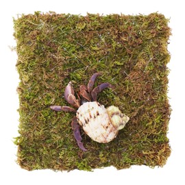 Begeterday 6 Inch Hermit Crab Climbing Wall, Ideal Adjustable Hermit Crab Supplies for 10 Gallon Hermit Crab Tank