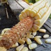 Pencil Cob Corn - 25 LB Bulk ~57,000 Seeds -