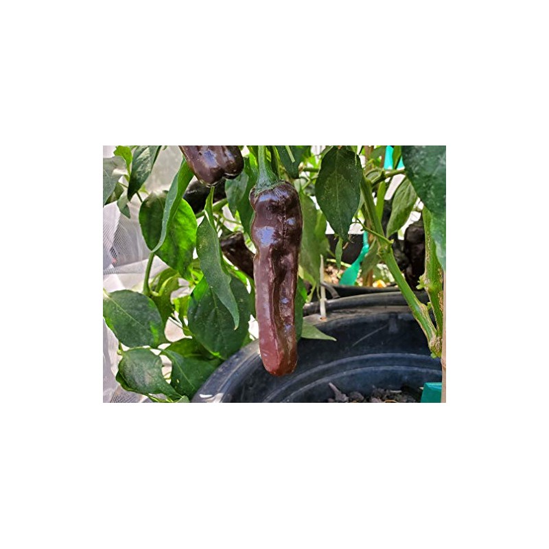 Pasilla Oaxaca Pepper 10+ Seeds